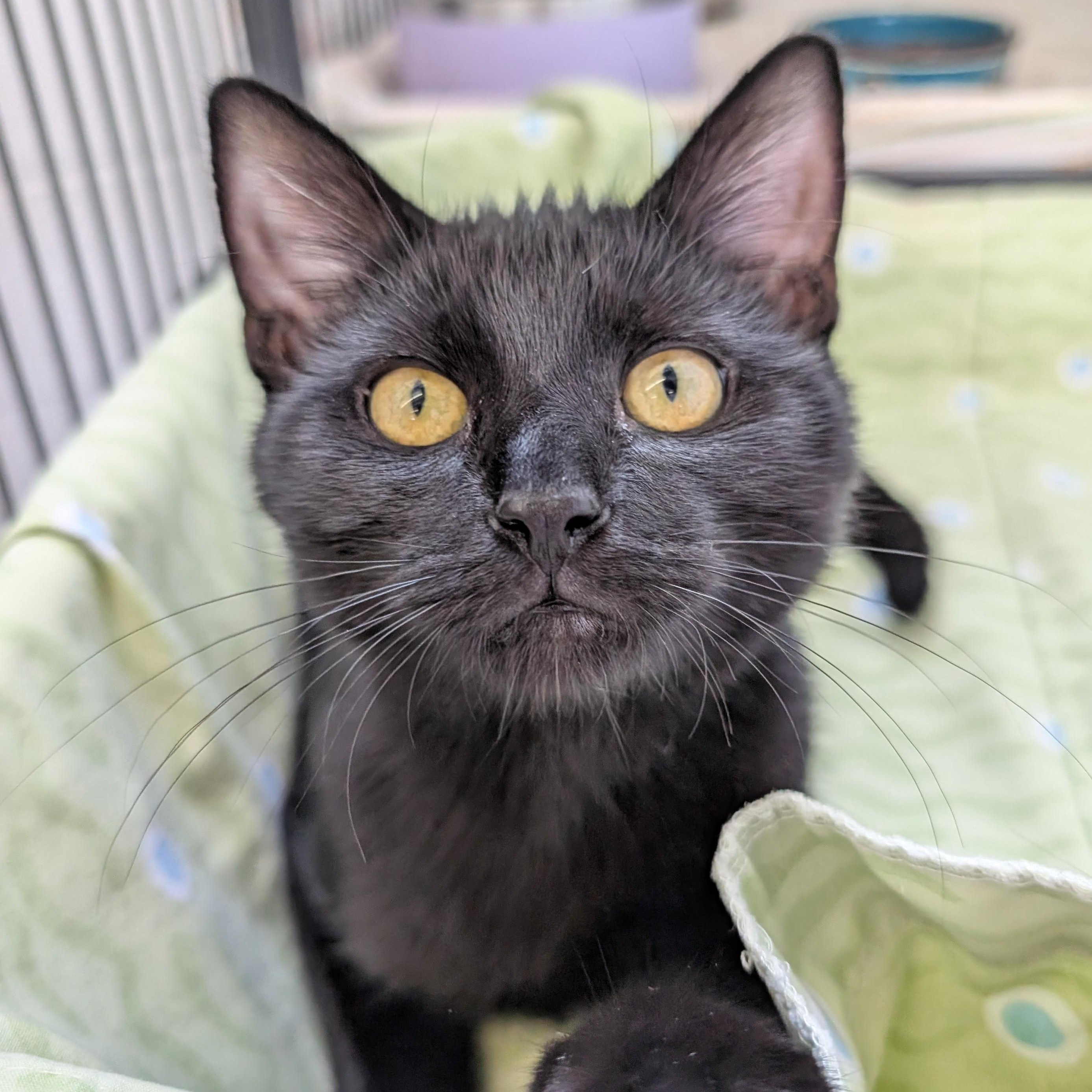 Chester, Adopted, Kitten Female Domestic Short Hair.