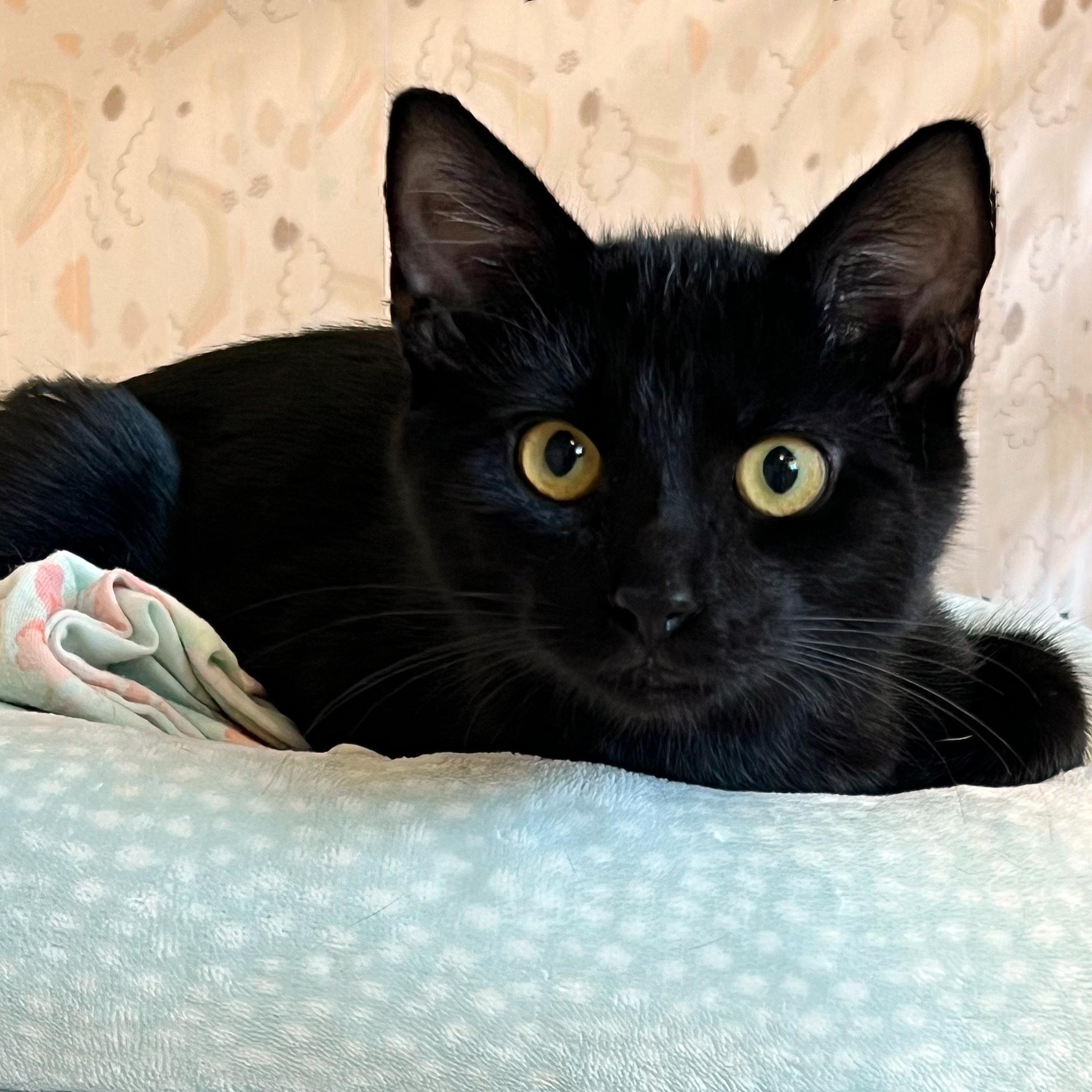 Enlarge Chester, a Adopted Domestic Short Hair in St. Louis, MO image 2/4