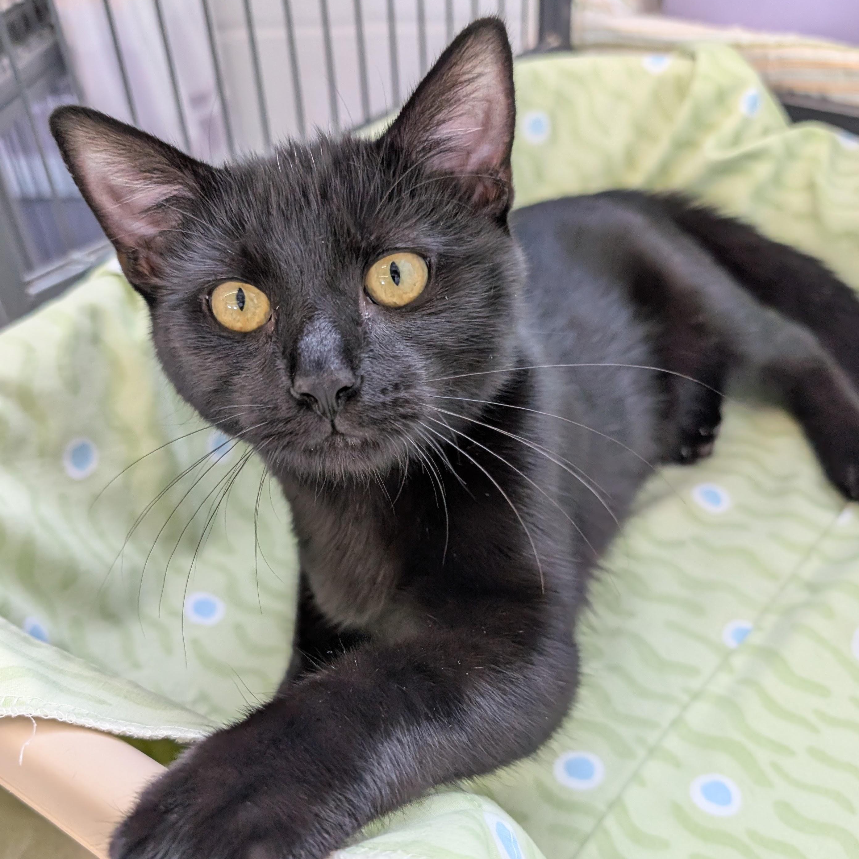 Enlarge Chester, a Adopted Domestic Short Hair in St. Louis, MO image 3/4