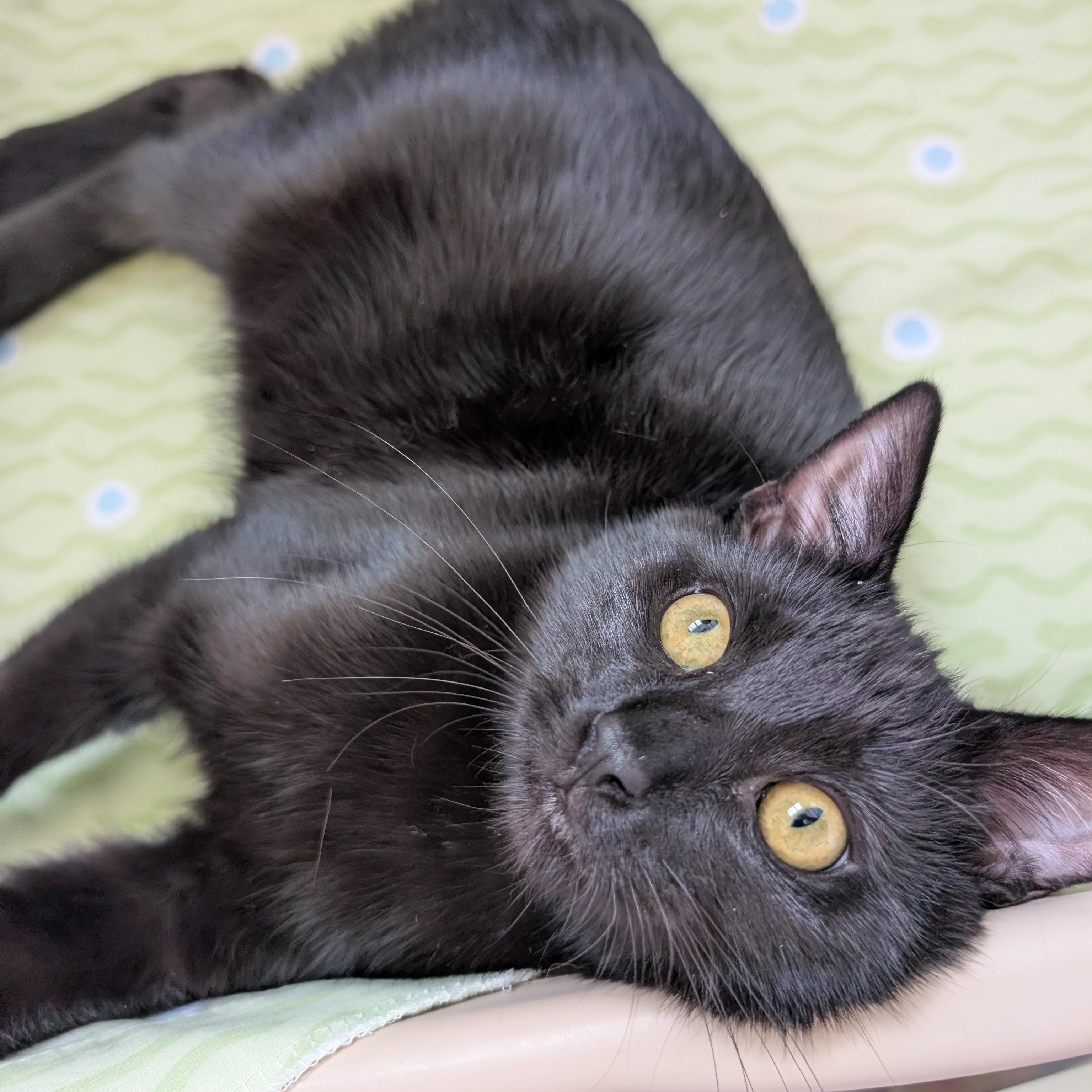 Enlarge Chester, a Adopted Domestic Short Hair in St. Louis, MO image 4/4