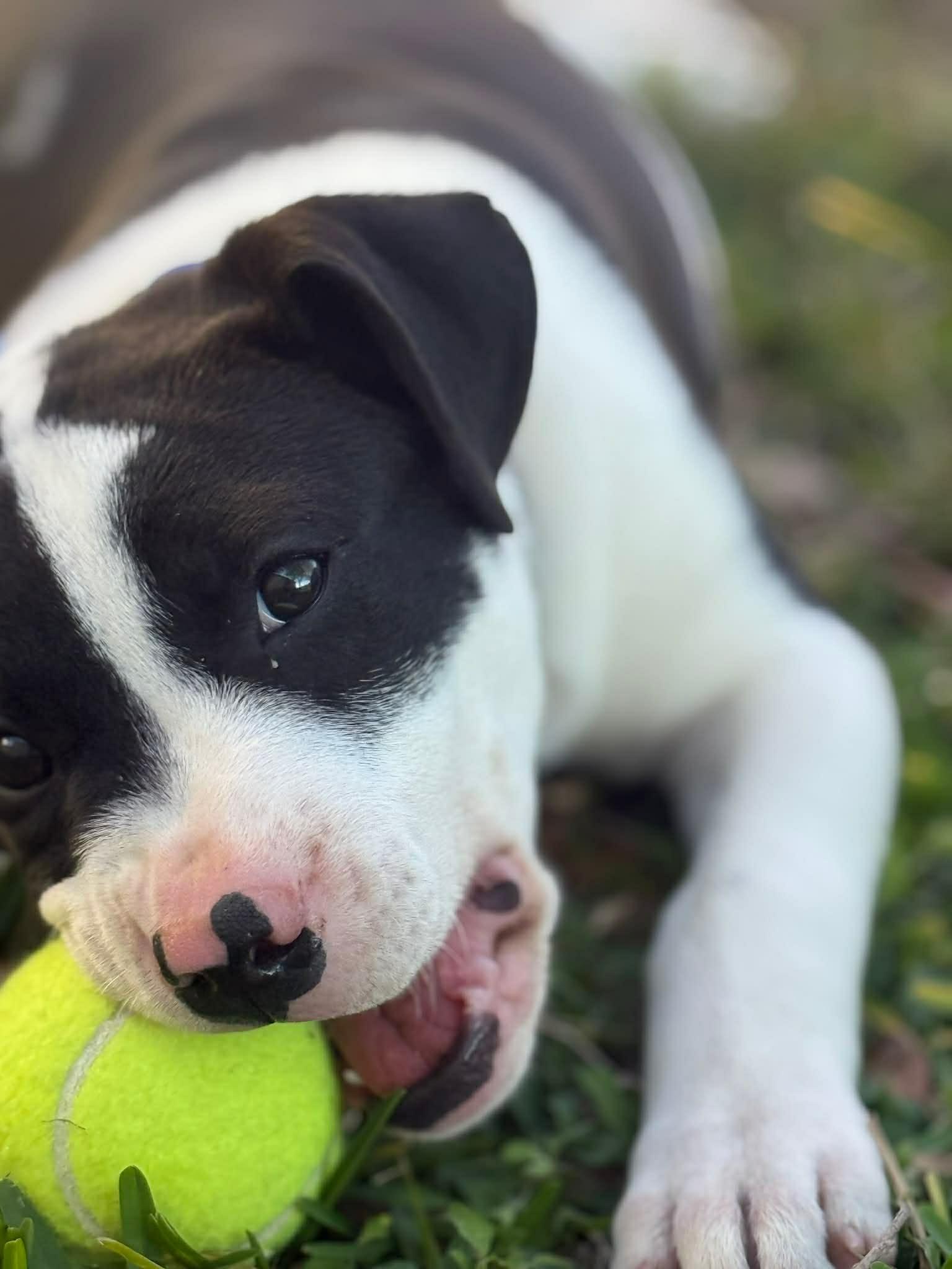 Enlarge Oscar , an adopted mixed breed in Elkhorn, WI image 3/5