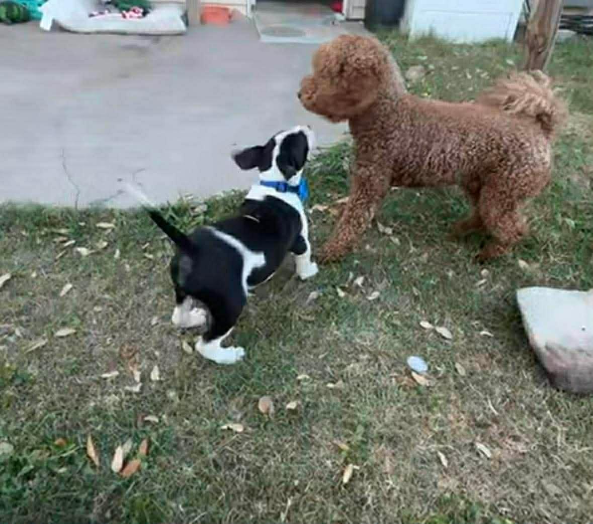 Enlarge Oscar , an adopted mixed breed in Elkhorn, WI image 5/5