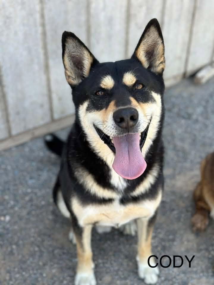 Cody, Adoptable, Adult Male Husky & German Shepherd Dog.