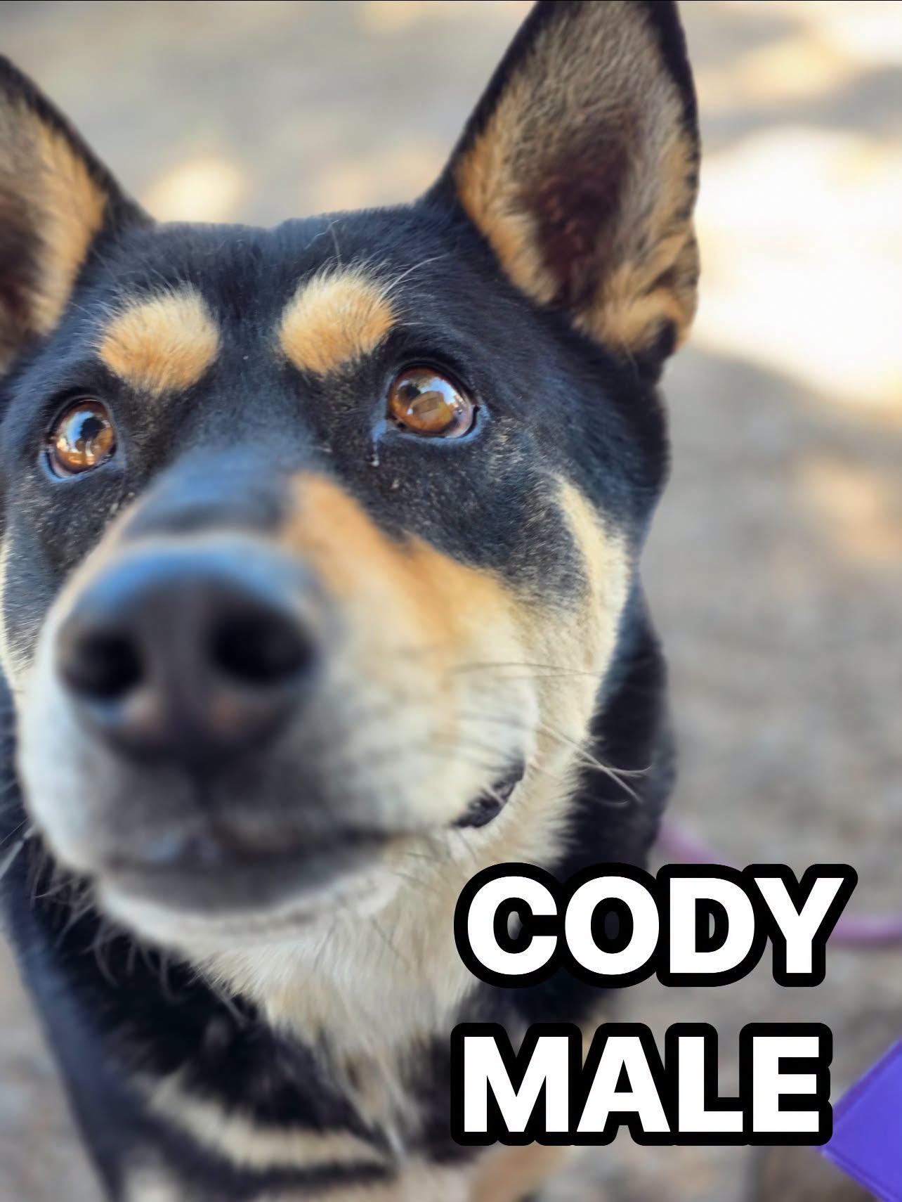 Enlarge Cody, a Adoptable mixed breed in Tucson, AZ image 2/2
