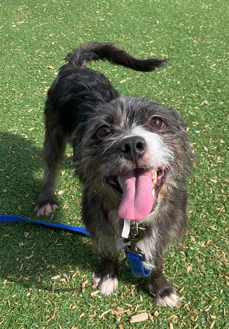 Enlarge GEISEL, a Adoptable mixed breed in Fruit Heights, UT image 1/1