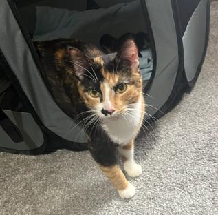 Cinna, a ADOPTABLE Domestic Short Hair in Battle Creek, MI image 3/3