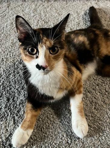 Cinna, a ADOPTABLE Domestic Short Hair in Battle Creek, MI image 2/3