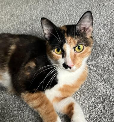 Cinna, a ADOPTABLE Domestic Short Hair in Battle Creek, MI image 1/3