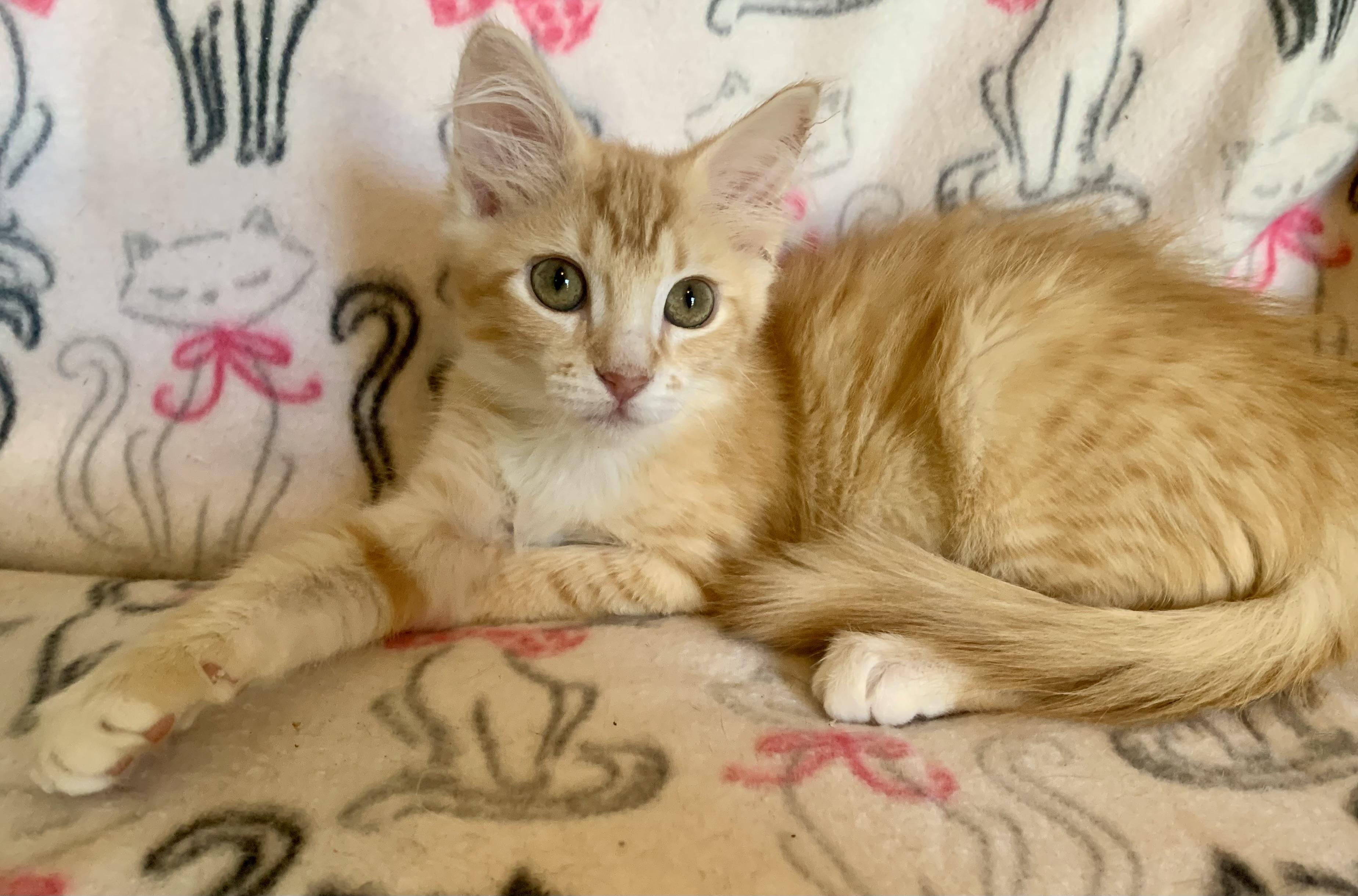 Creamsicle, an adopted mixed breed in San Jose, CA image 2/2