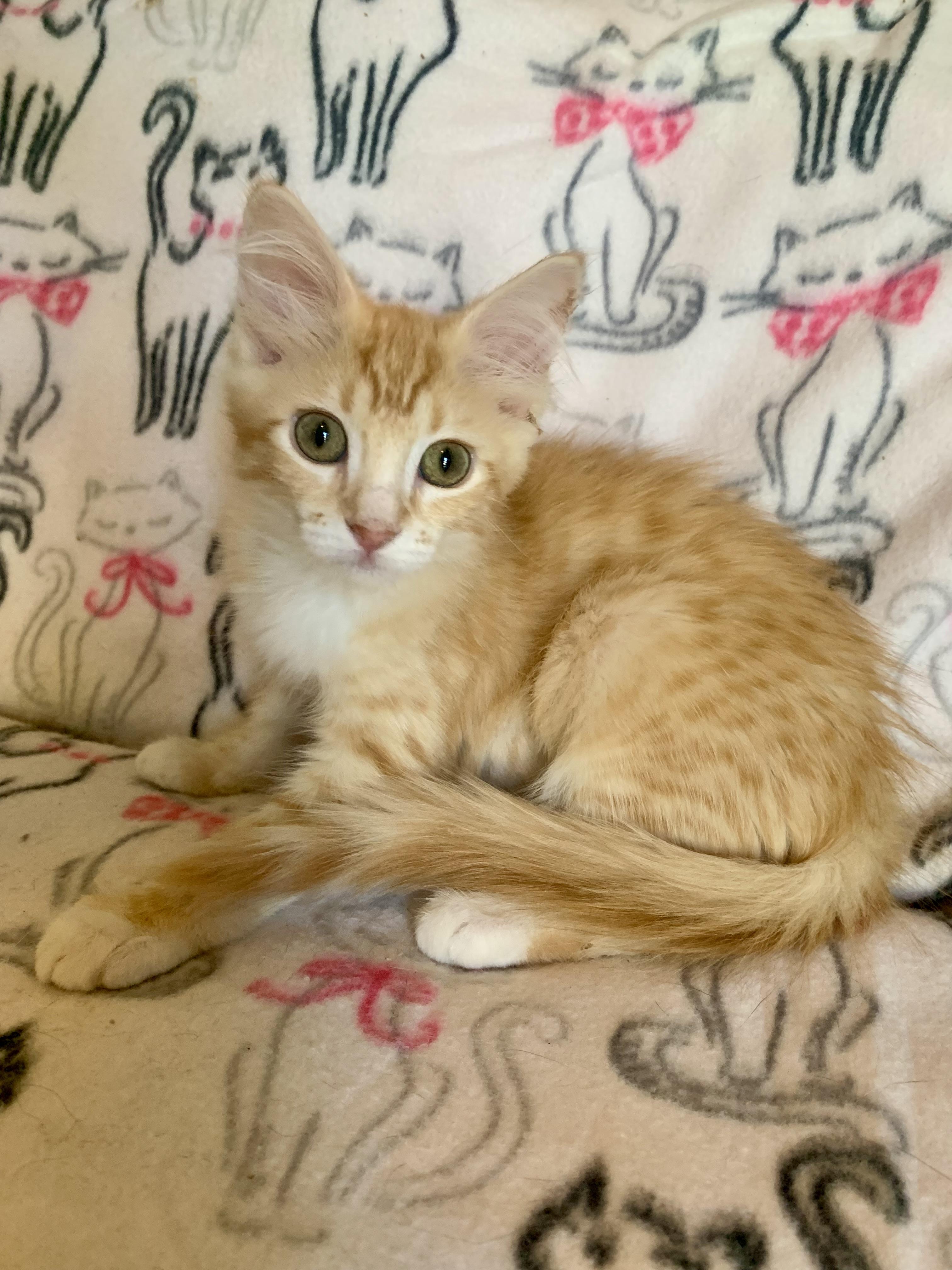 Creamsicle, adopted, Young Female Domestic Medium Hair.