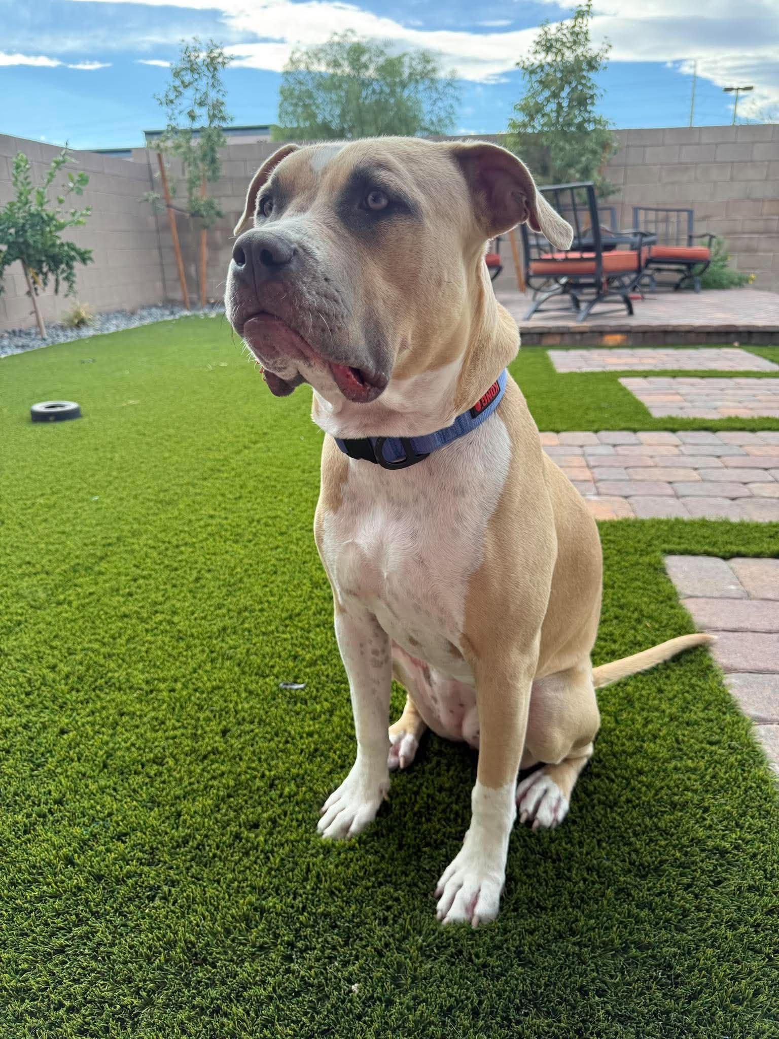 Enlarge Cali fka Bambi, a Adoptable mixed breed in Las Vegas, NV image 3/6