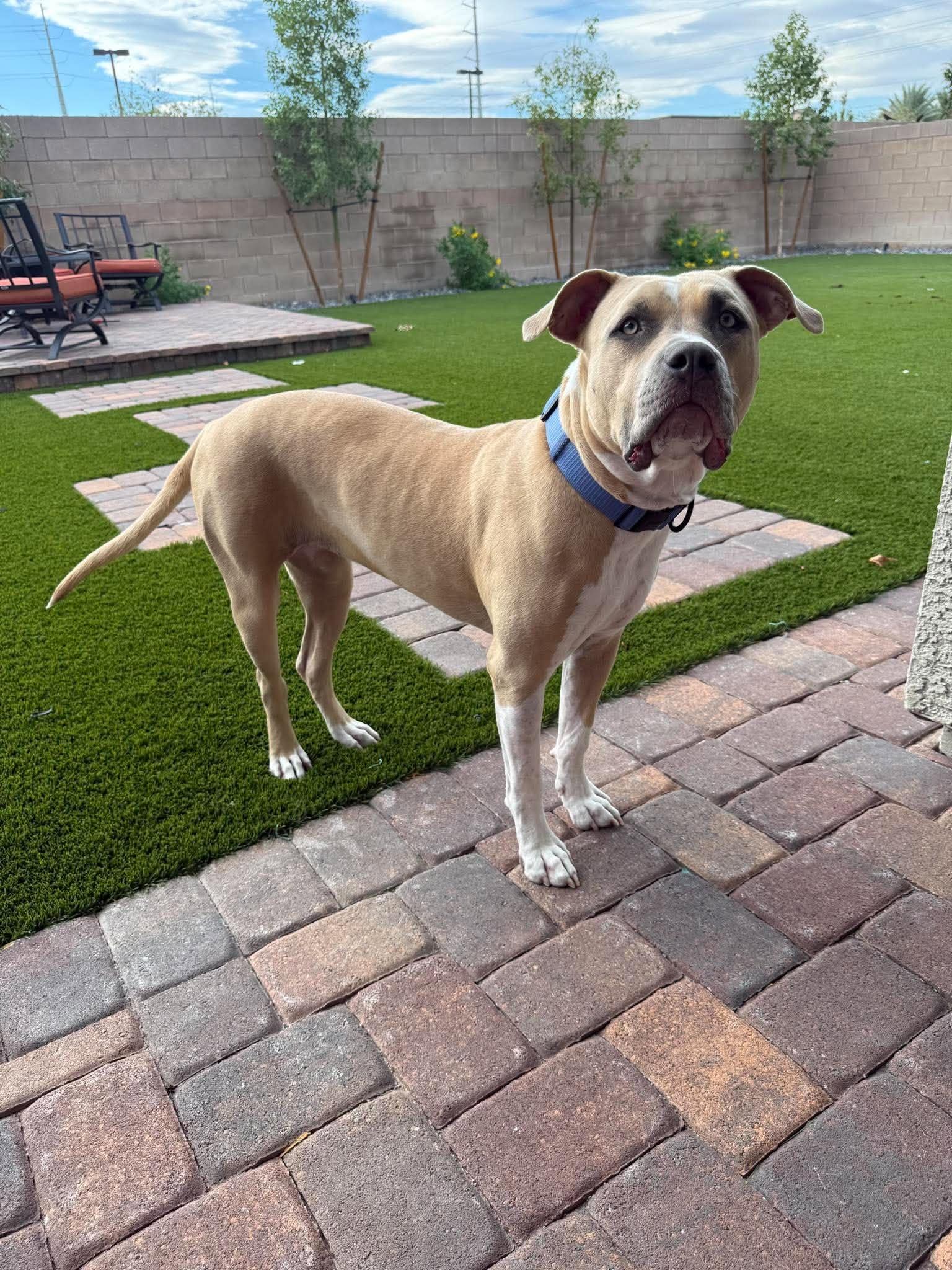 Enlarge Cali fka Bambi, a Adoptable mixed breed in Las Vegas, NV image 5/6