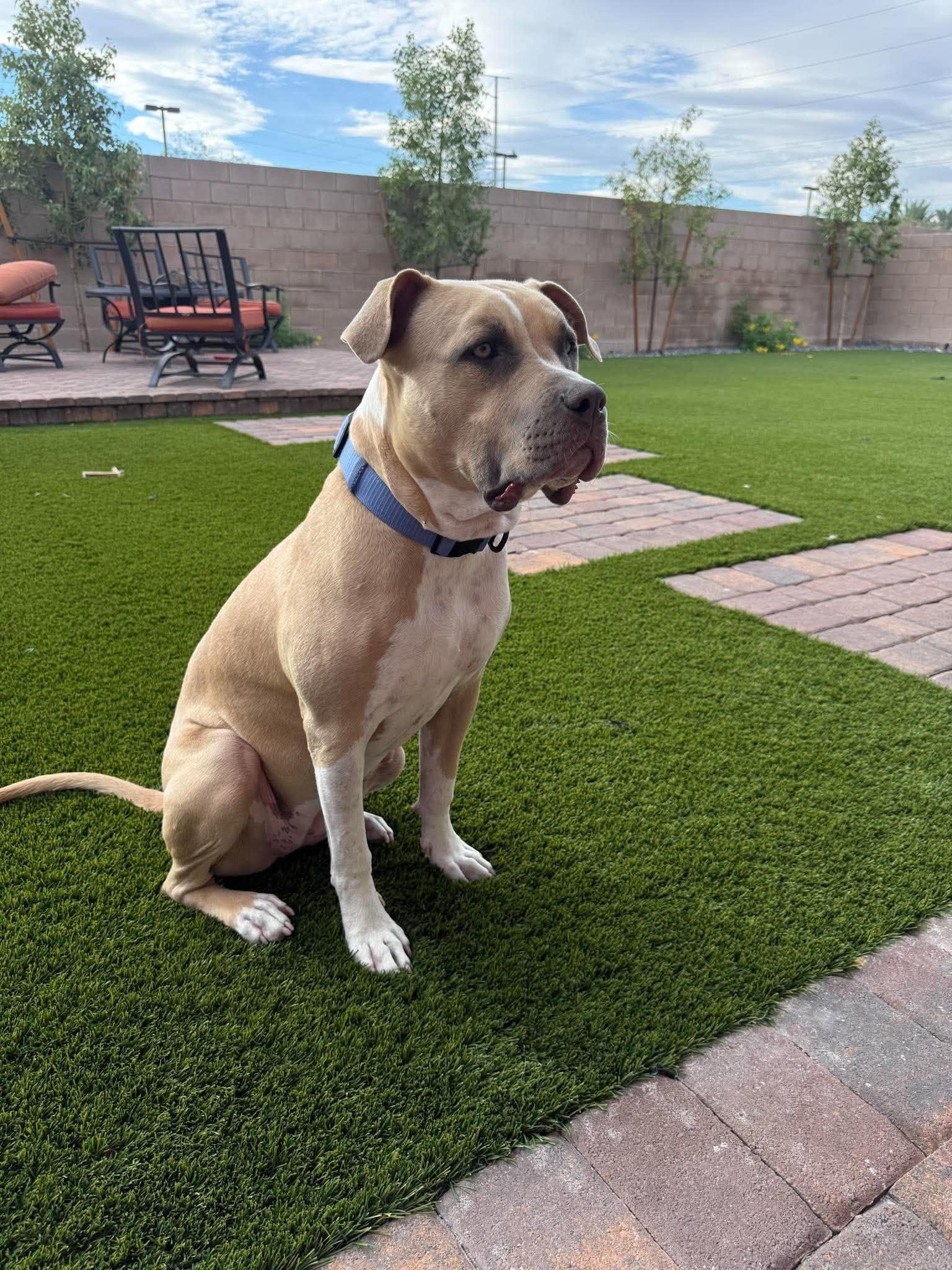 Enlarge Cali fka Bambi, a Adoptable mixed breed in Las Vegas, NV image 2/6