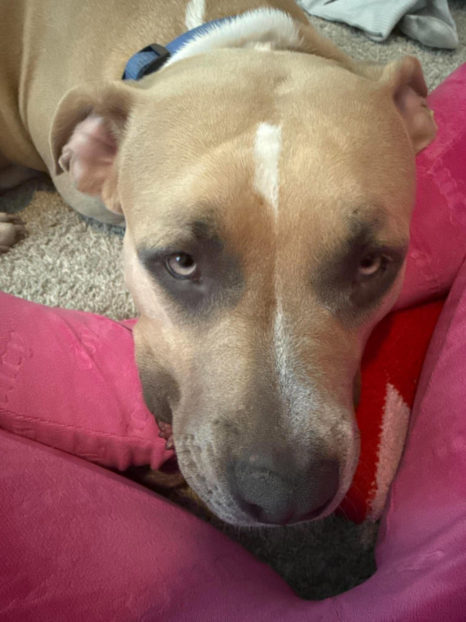 Enlarge Cali fka Bambi, a Adoptable mixed breed in Las Vegas, NV image 4/6