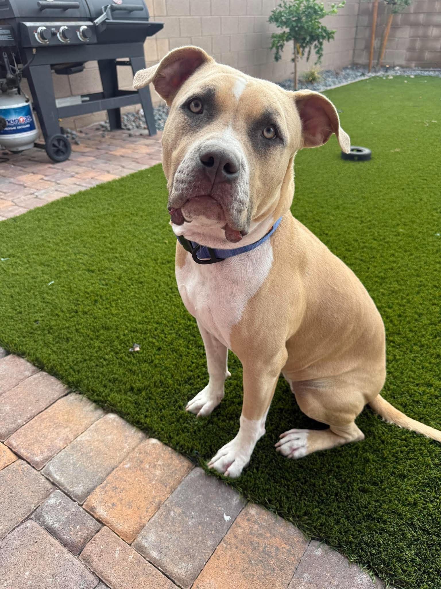 Enlarge Cali fka Bambi, a Adoptable mixed breed in Las Vegas, NV image 6/6