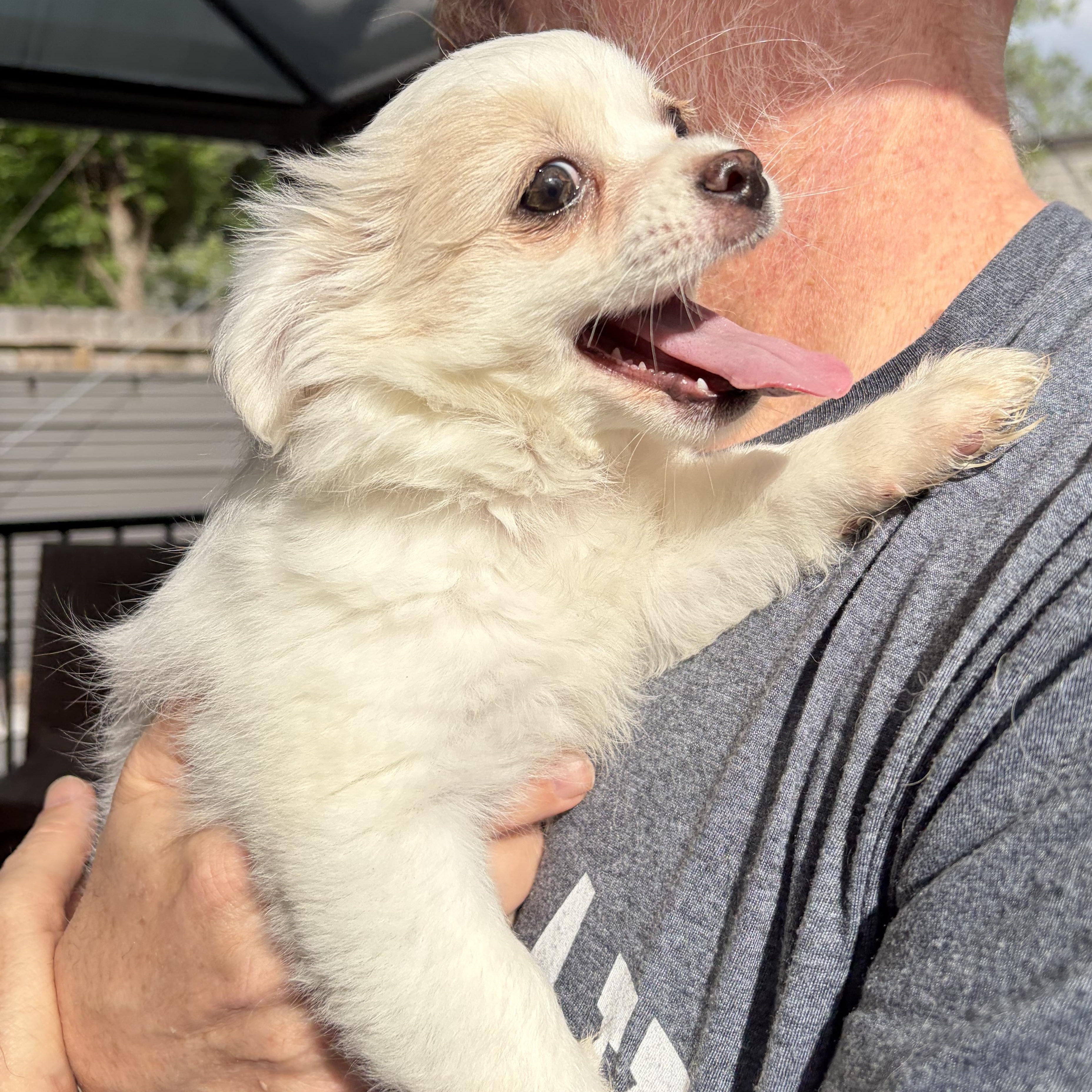 Enlarge Elaina, an adopted mixed breed in Enola, PA image 3/6