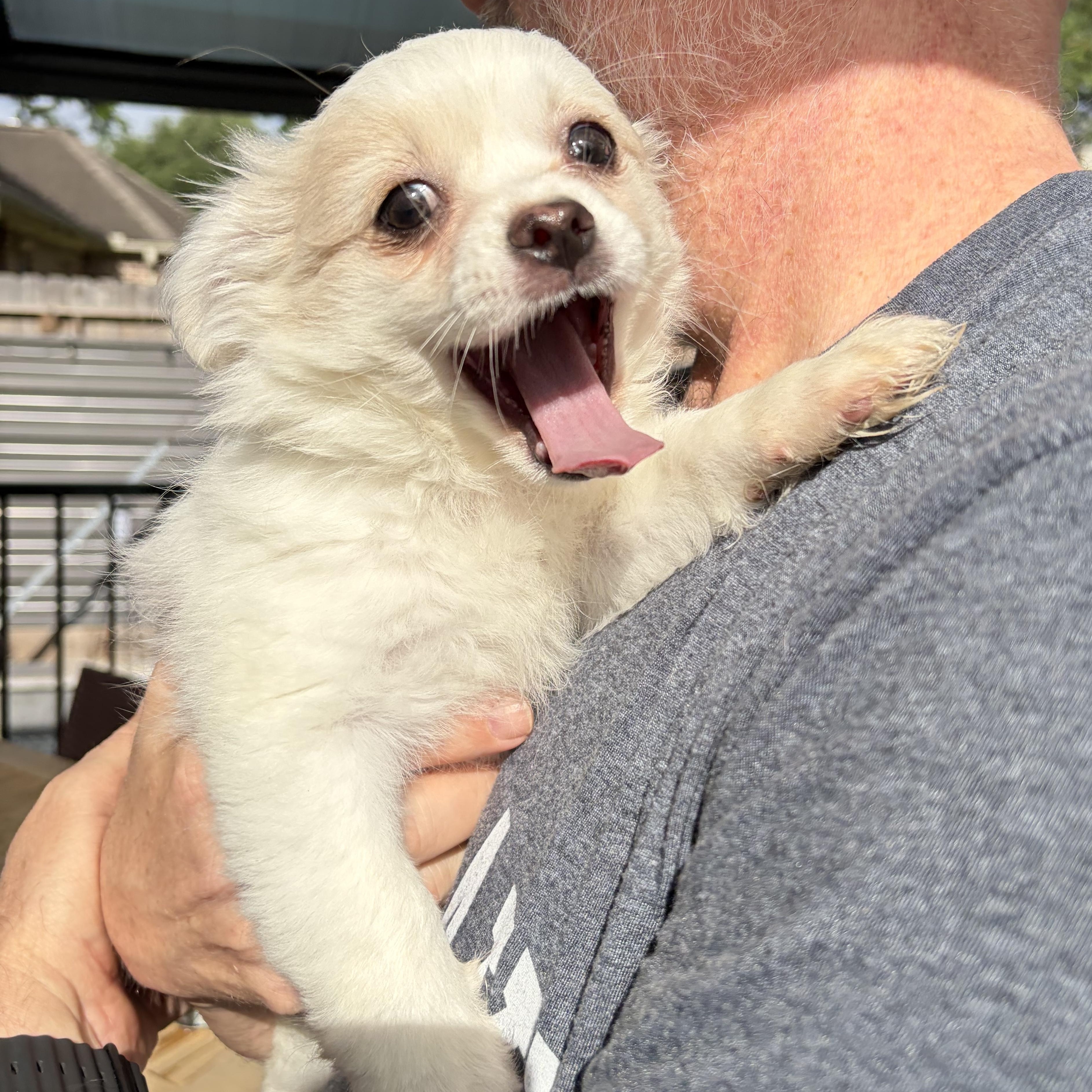 Enlarge Elaina, an adopted mixed breed in Enola, PA image 1/6