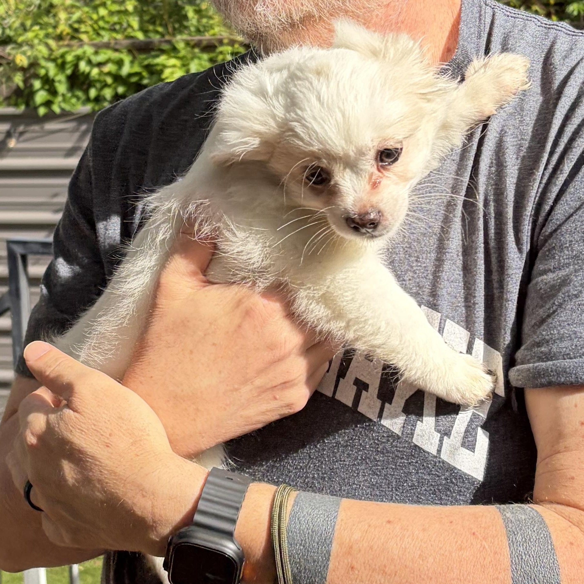 Enlarge Elaina, an adopted mixed breed in Enola, PA image 2/6