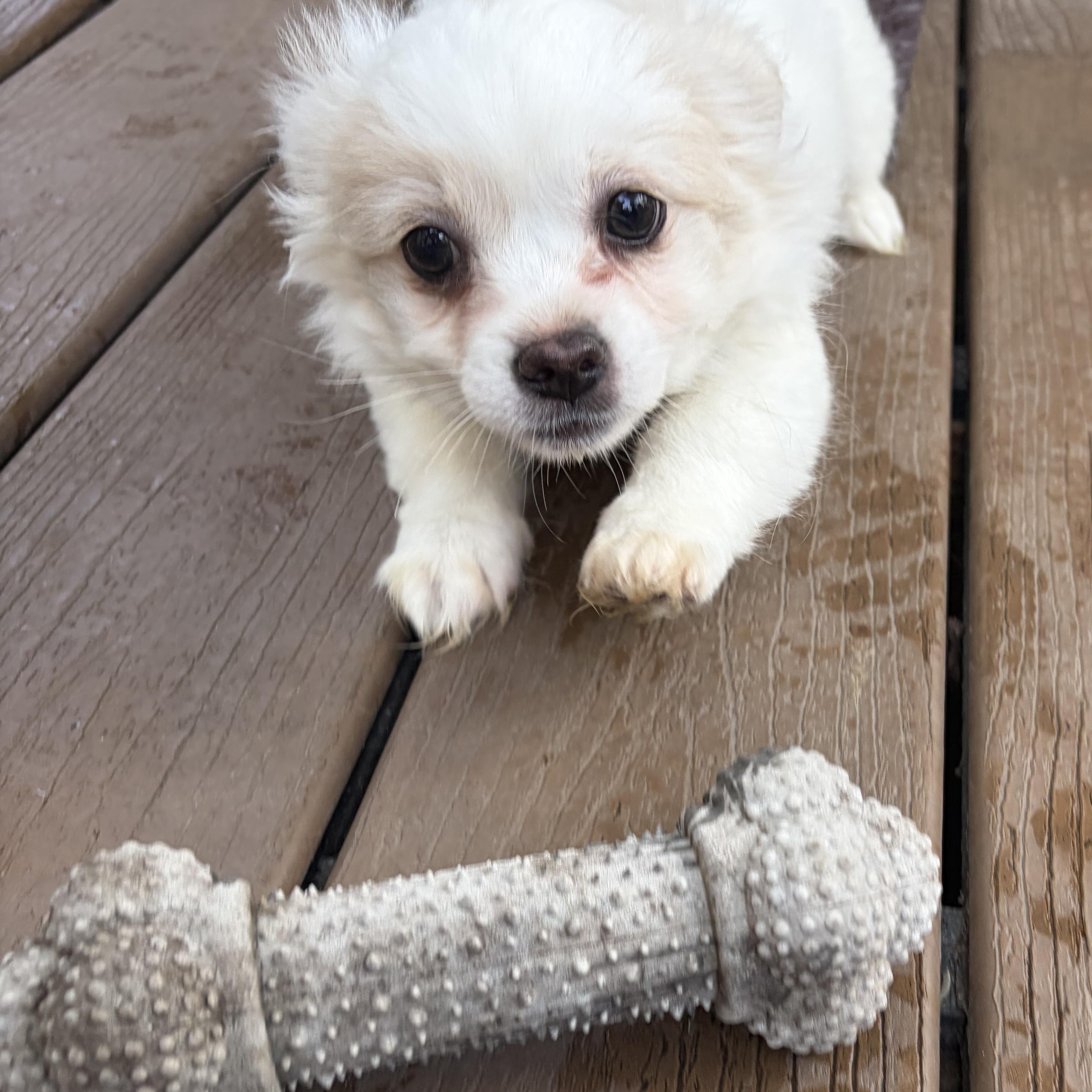 Enlarge Elaina, an adopted mixed breed in Enola, PA image 5/6