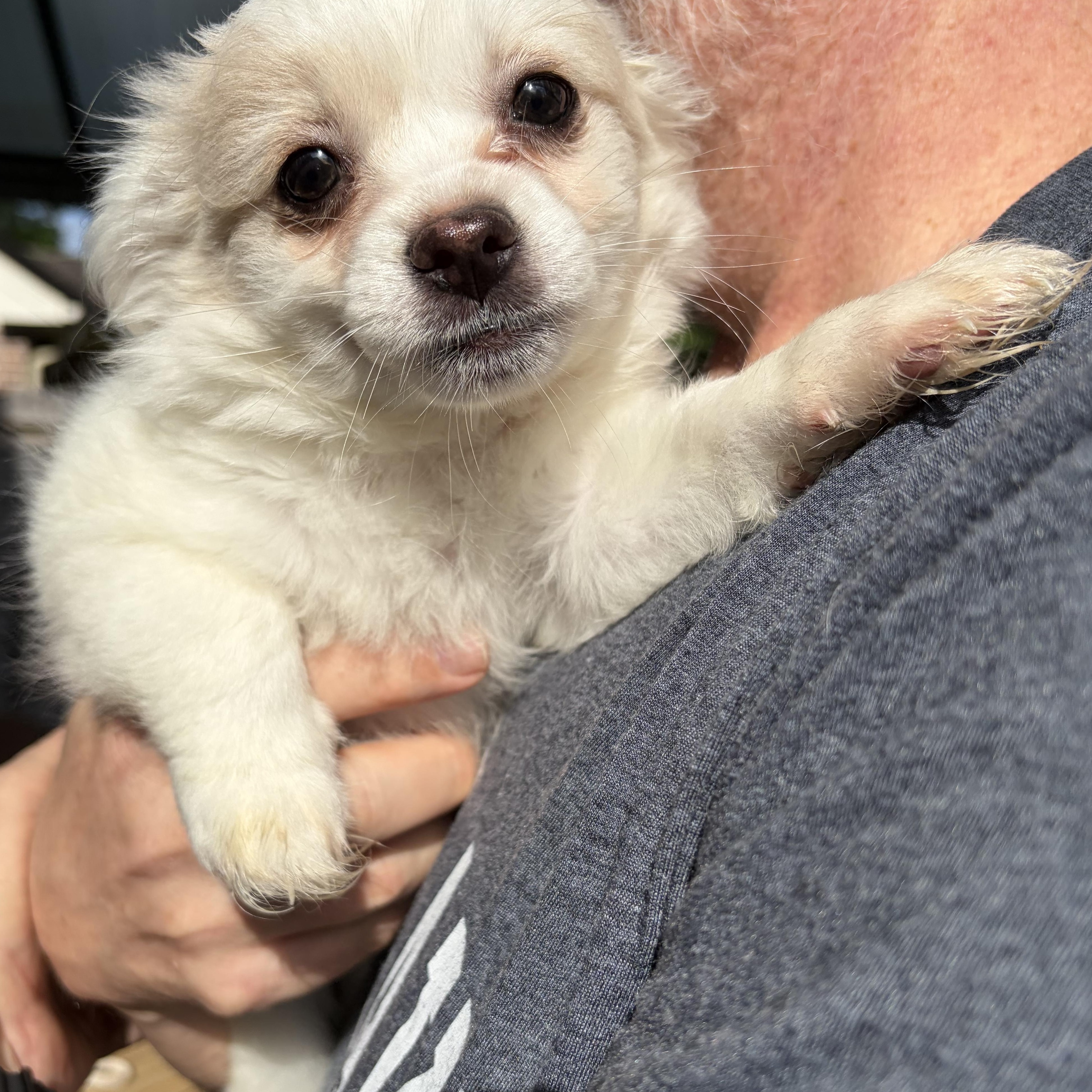 Enlarge Elaina, an adopted mixed breed in Enola, PA image 4/6