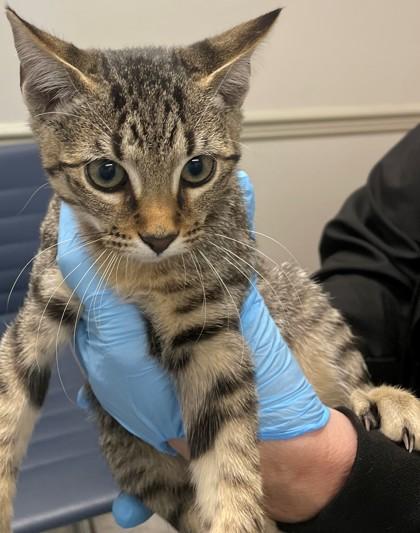 Noelle, Adoptable, Adult Female Domestic Short Hair & Domestic Short Hair.