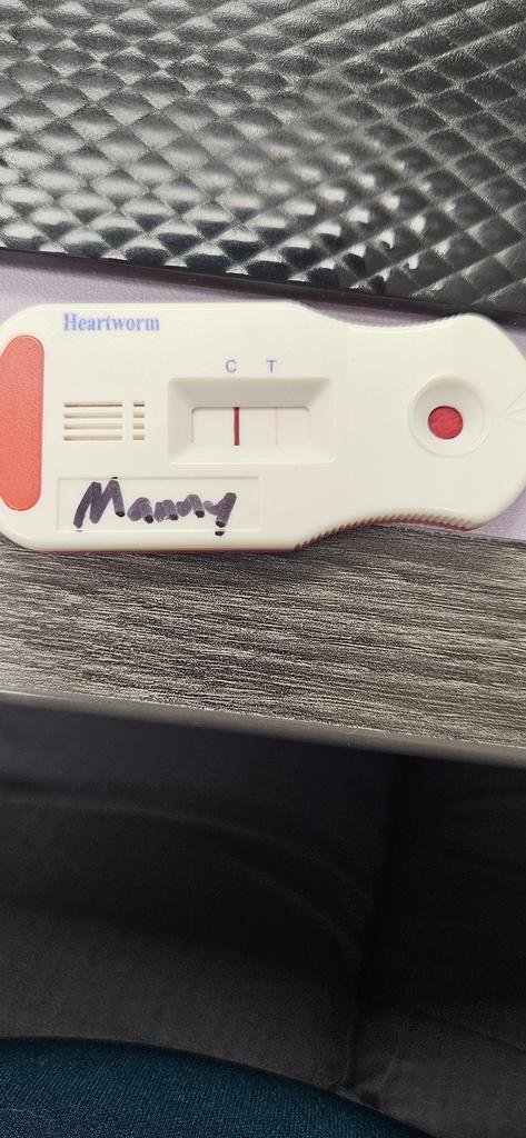 Manny, a Adoptable Mixed Breed in Bossier City, LA image 2/6