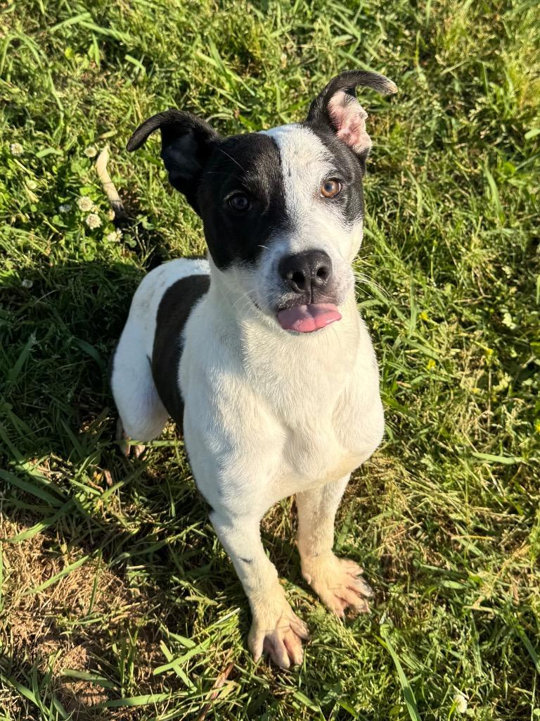 Manny, Adoptable, Young Male Mixed Breed.