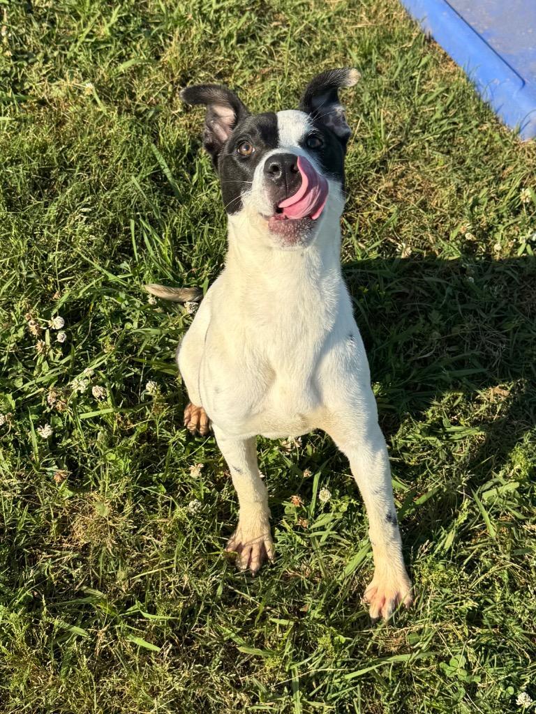 Enlarge Manny, a Adoptable Mixed Breed in Bossier City, LA image 2/5