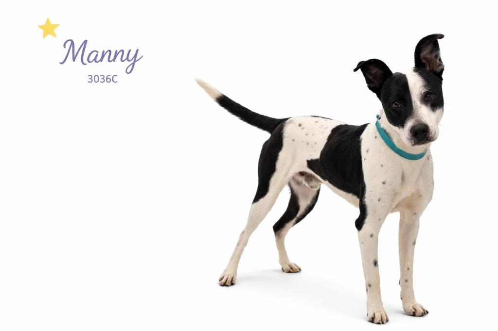 Enlarge Manny, a Adoptable Mixed Breed in Bossier City, LA image 3/6