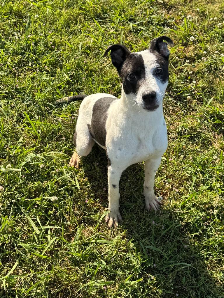 Enlarge Manny, a Adoptable Mixed Breed in Bossier City, LA image 3/5
