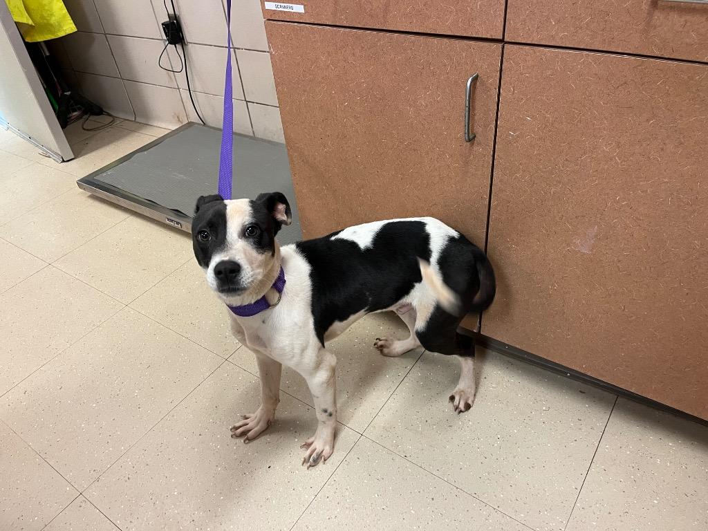 Enlarge Manny, a Adoptable Mixed Breed in Bossier City, LA image 5/5