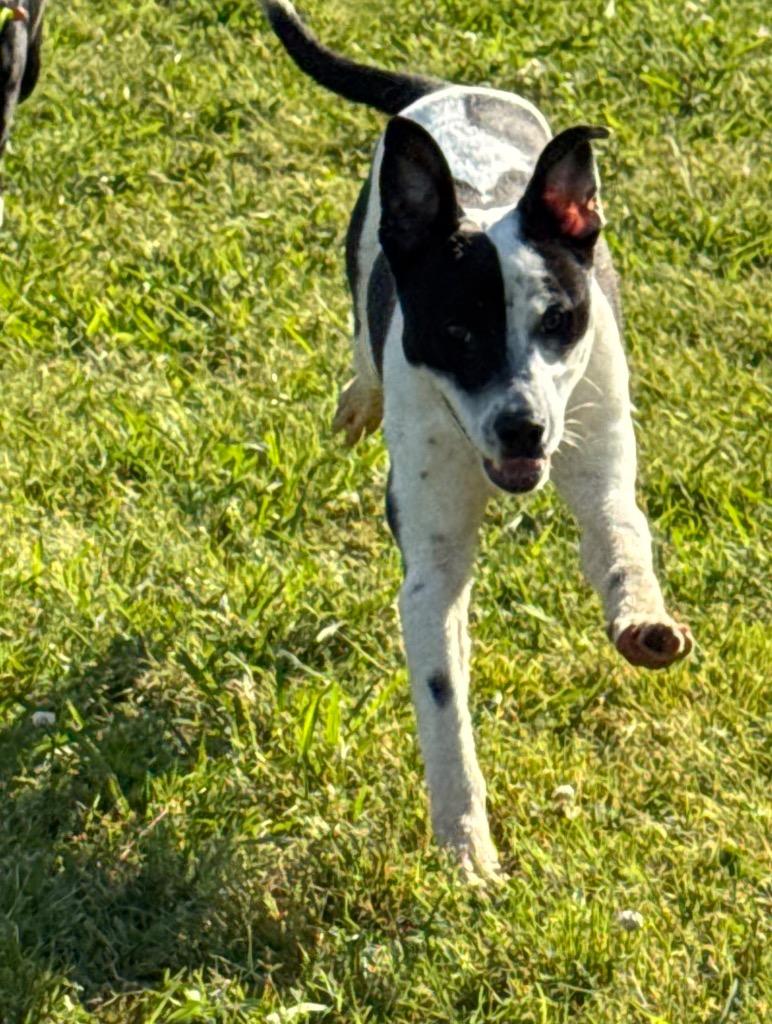 Manny, a Adoptable Mixed Breed in Bossier City, LA image 6/6