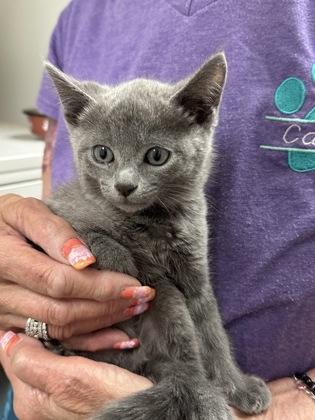 Chica, Adoptable, Kitten Female Domestic Short Hair & Domestic Short Hair.