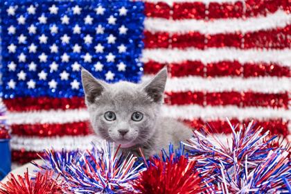 Enlarge Chica, a Adoptable mixed breed in Lebec, CA image 2/2