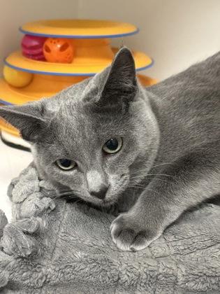 Enlarge Chica, a Adoptable mixed breed in Lebec, CA image 3/3