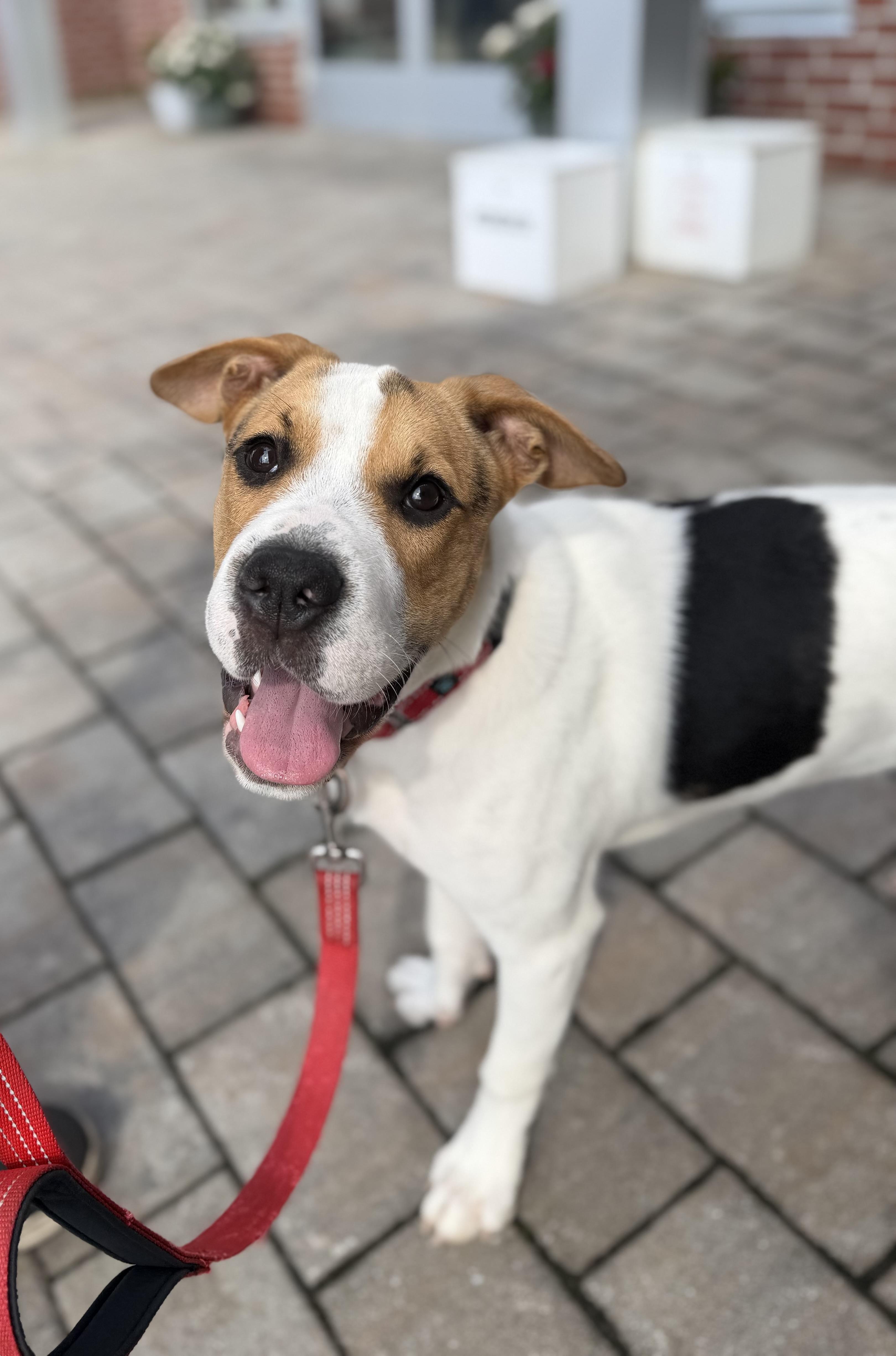 Enlarge Dina, a Adoptable mixed breed in New Rochelle, NY image 3/6