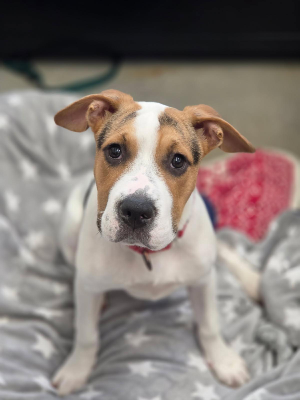 Enlarge Dina, a ADOPTABLE mixed breed in New Rochelle, NY image 4/5