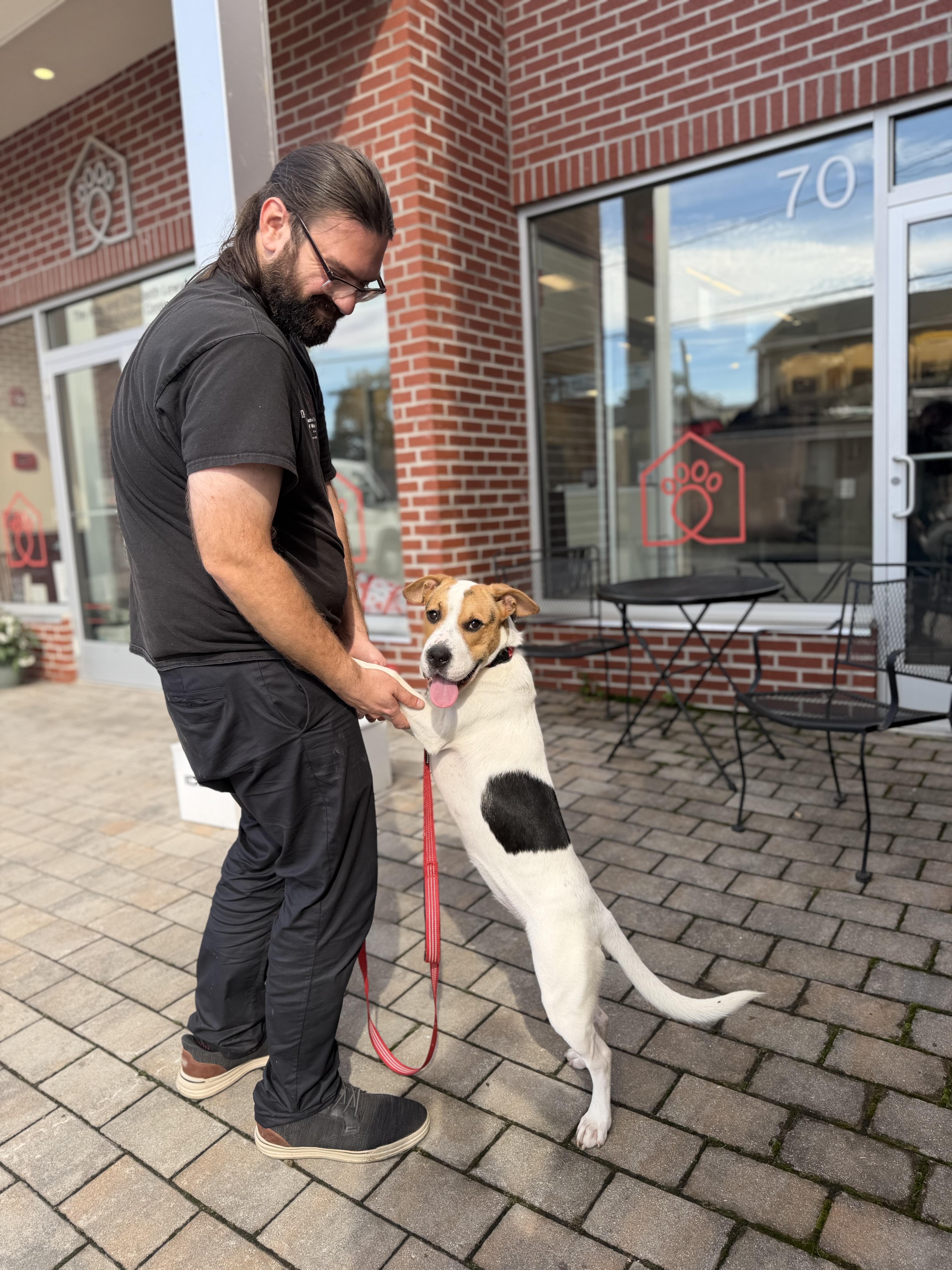 Enlarge Dina, a Adoptable mixed breed in New Rochelle, NY image 6/6