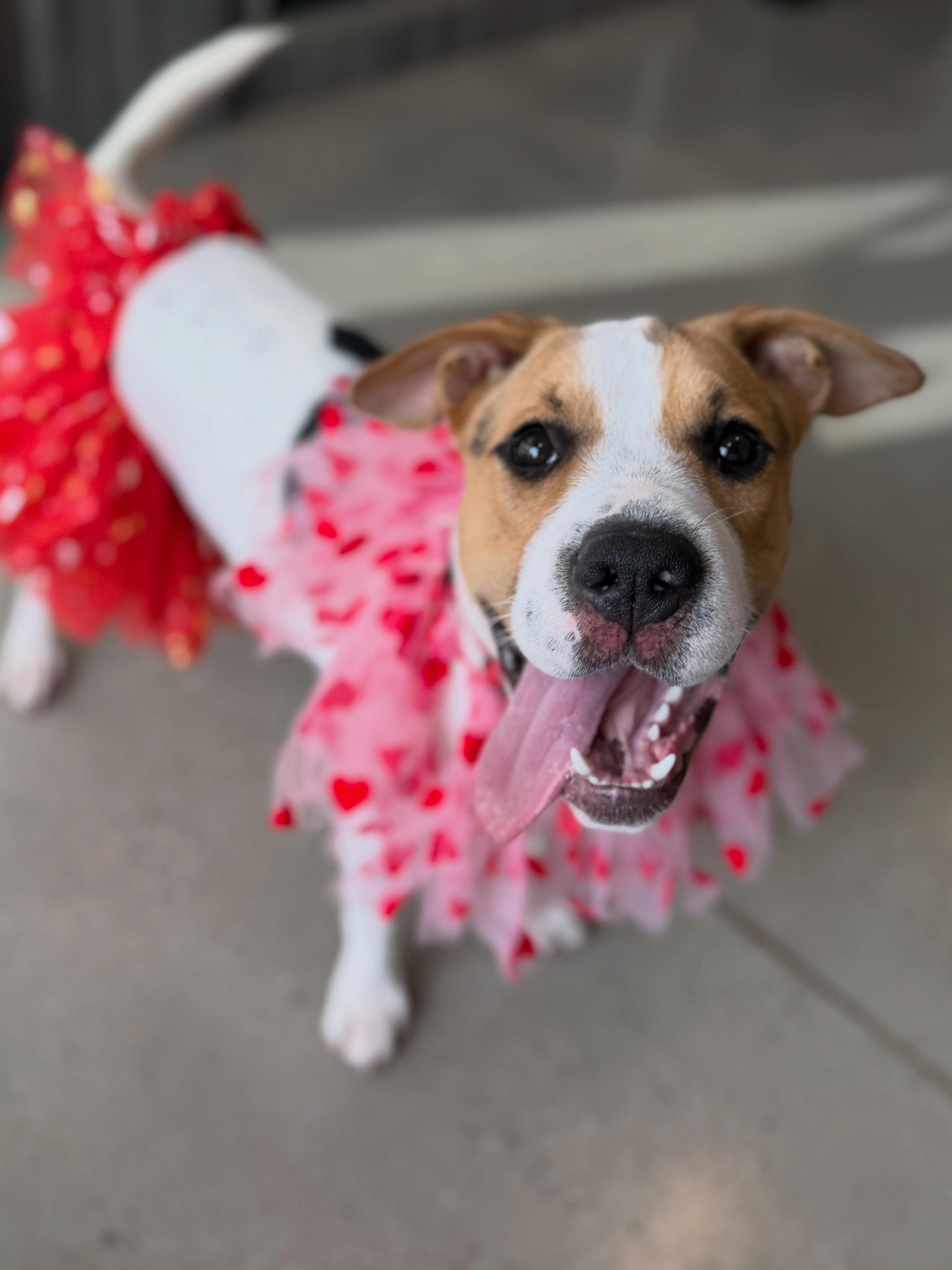 Enlarge Dina, a Adoptable mixed breed in New Rochelle, NY image 5/6