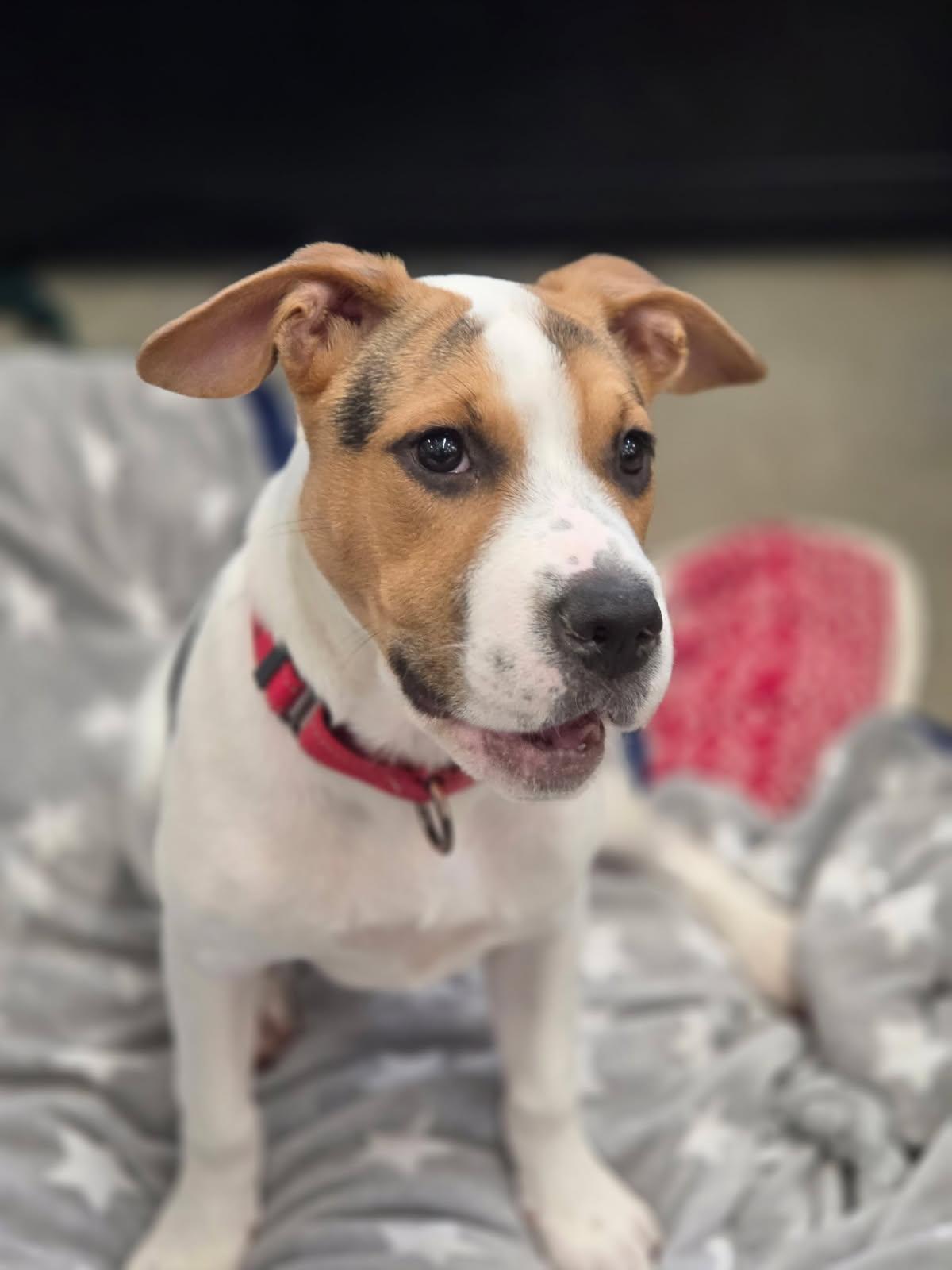 Enlarge Dina, a ADOPTABLE mixed breed in New Rochelle, NY image 5/5