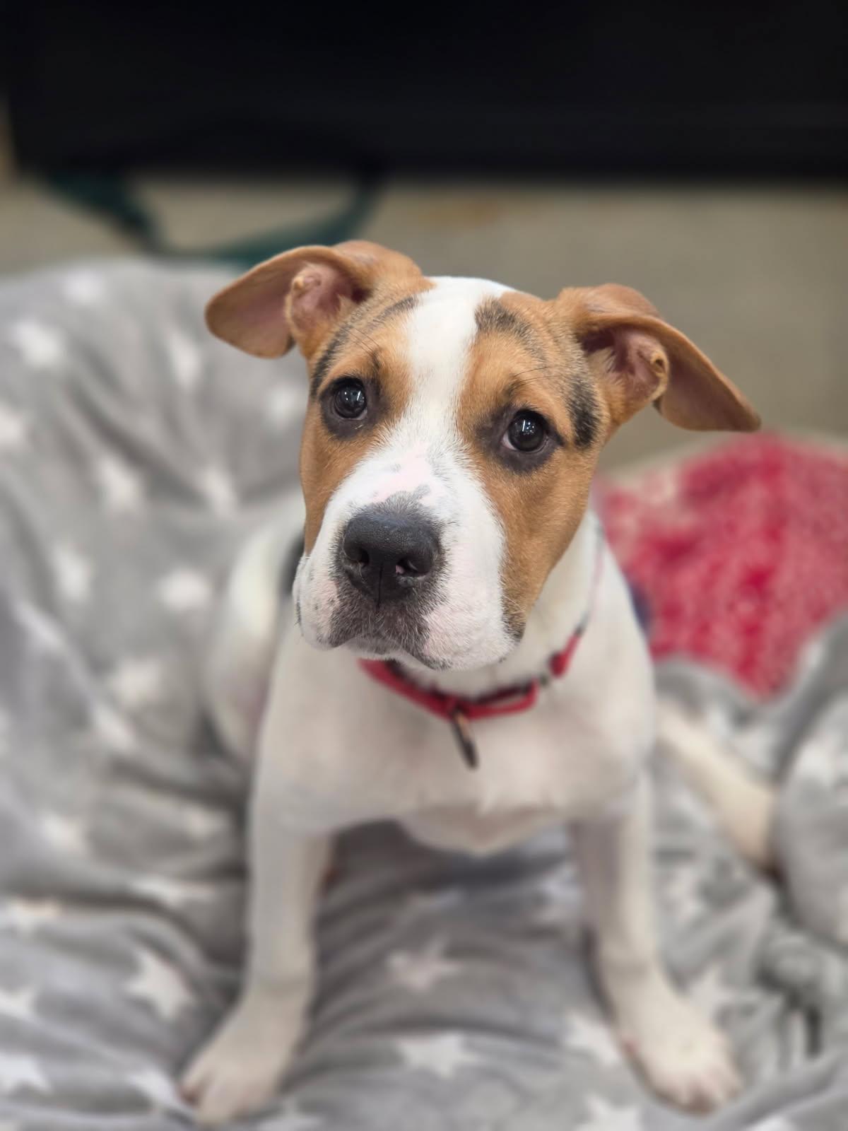 Enlarge Dina, a ADOPTABLE mixed breed in New Rochelle, NY image 2/5