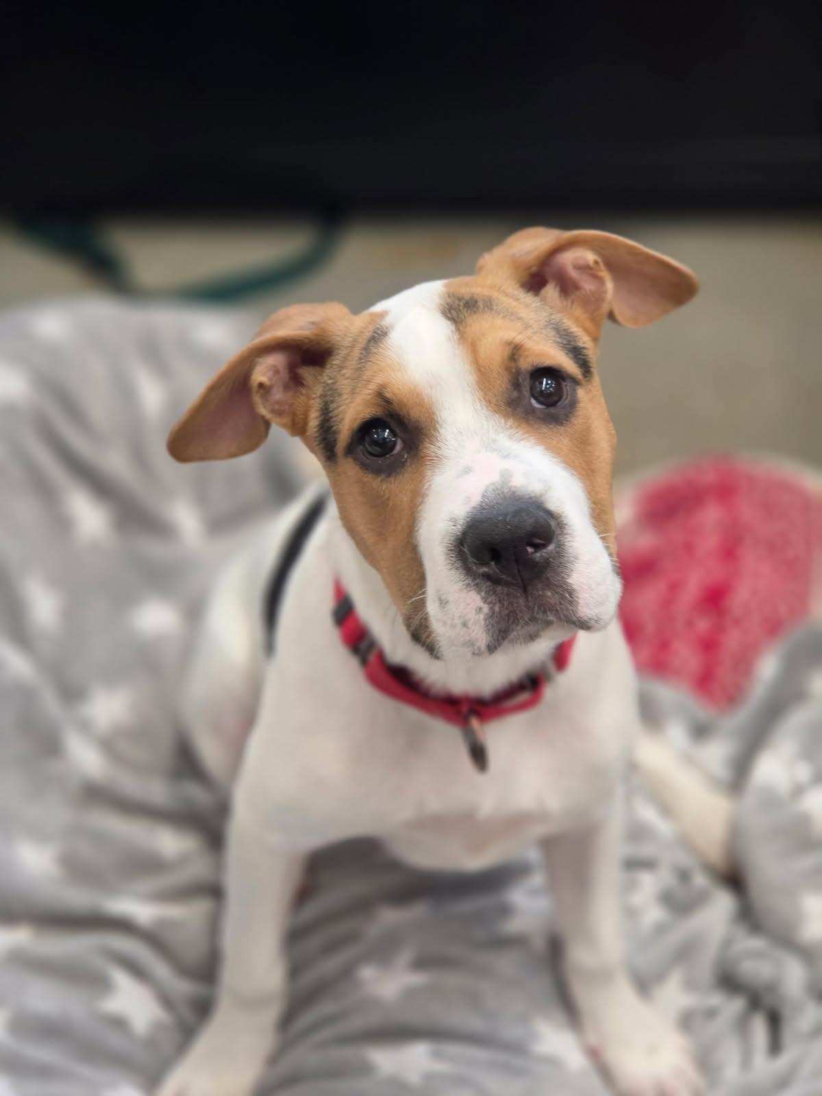 Enlarge Dina, a ADOPTABLE mixed breed in New Rochelle, NY image 1/5