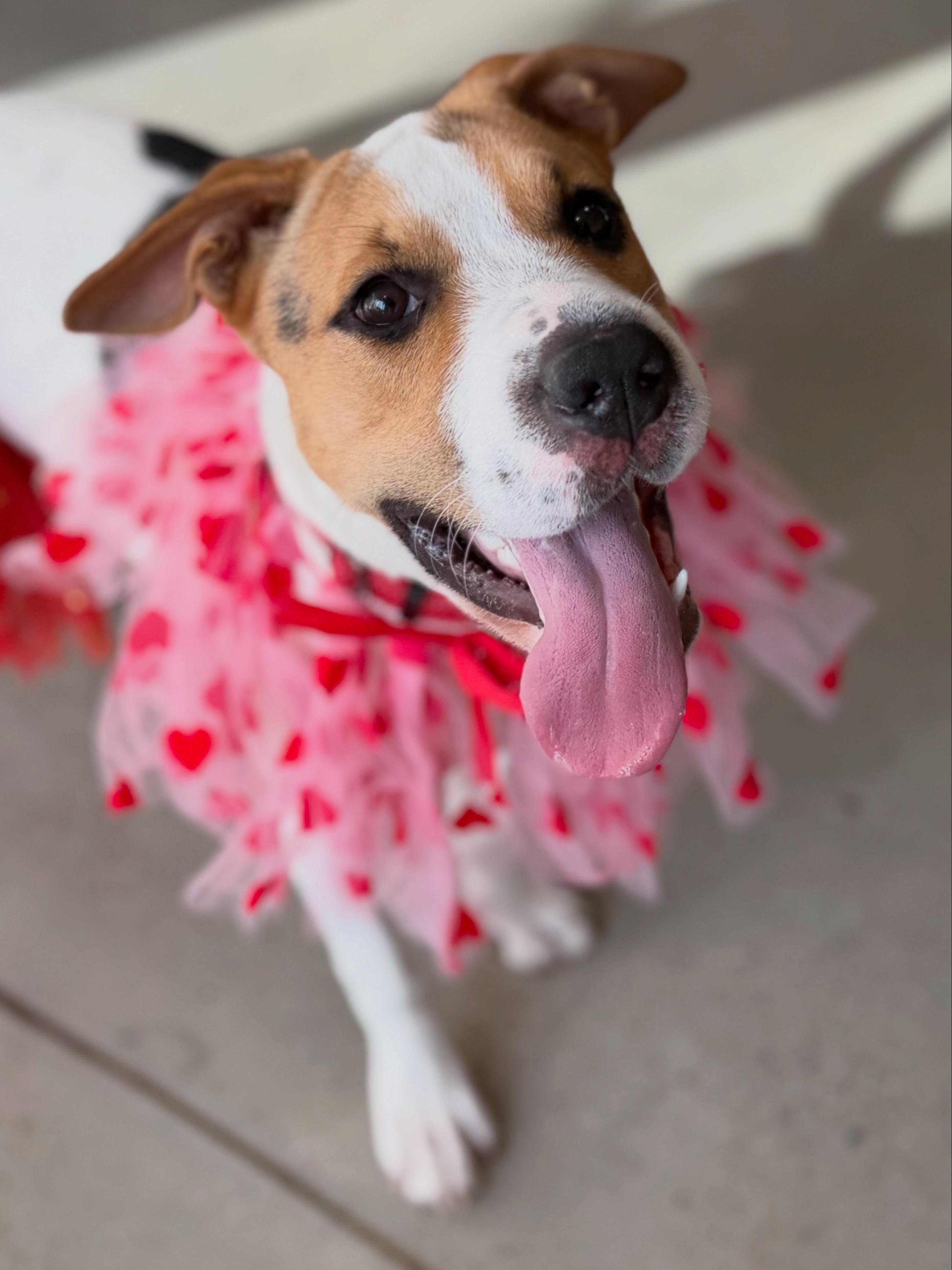 Enlarge Dina, a Adoptable mixed breed in New Rochelle, NY image 1/6