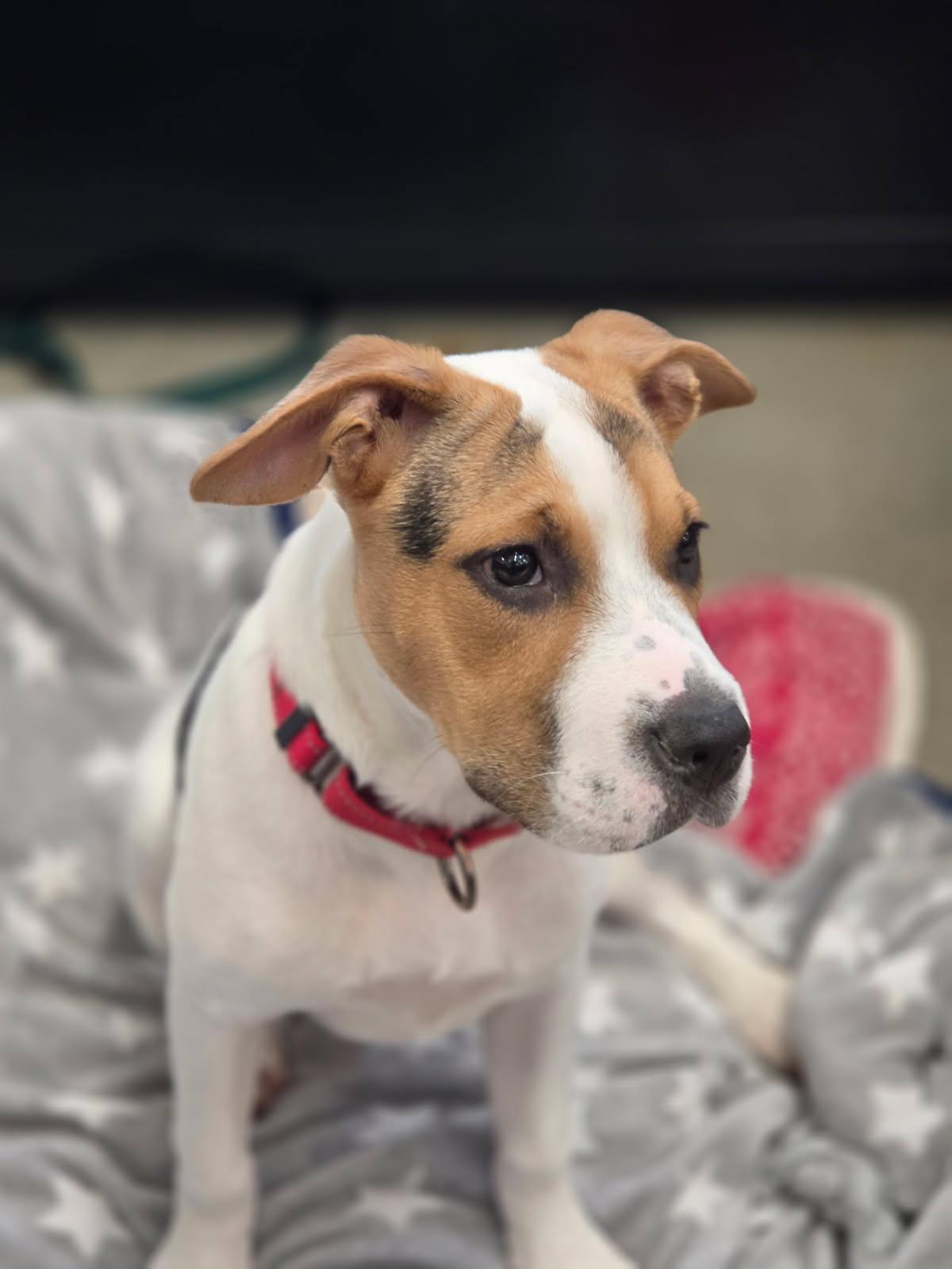 Enlarge Dina, a ADOPTABLE mixed breed in New Rochelle, NY image 3/5
