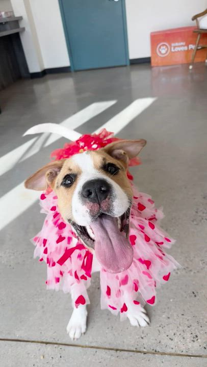 Enlarge Dina, a Adoptable mixed breed in New Rochelle, NY video 2/6