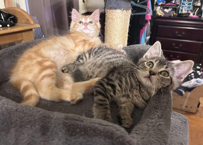 Enlarge Micah, an adopted Domestic Short Hair in Lafayette, LA image 5/6