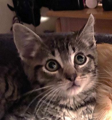Micah, adopted, Kitten Male Domestic Short Hair.