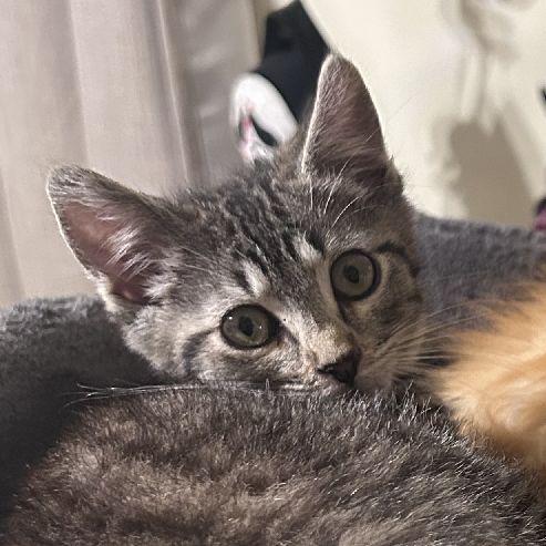 Enlarge Micah, an adopted Domestic Short Hair in Lafayette, LA image 3/6