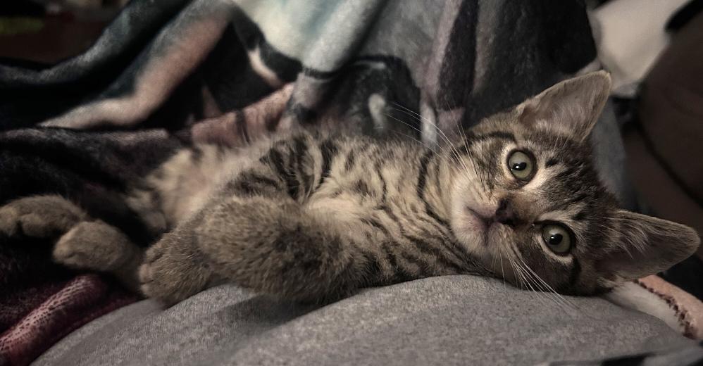 Enlarge Micah, an adopted Domestic Short Hair in Lafayette, LA image 2/6