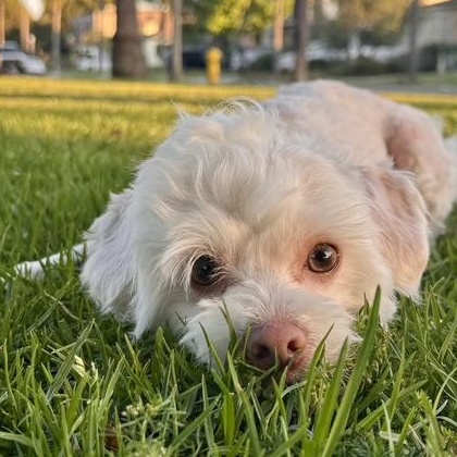 Bodhi, ADOPTABLE, Young Male Maltipoo.